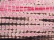 INGÉNIERIE TISSULAIRE: Produire tissu humain avec techniques textile Biomedical Materials