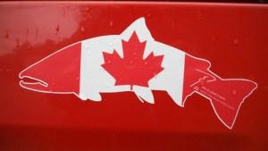 Redington Dually et aloses