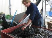 Mortalité moules: gouvernement annonce plan d'urgence millions d'euros