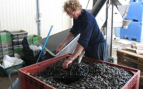 Mortalité des moules: le gouvernement annonce un plan d'urgence de 4 millions d'euros