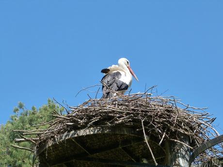 parc des oiseaux 9