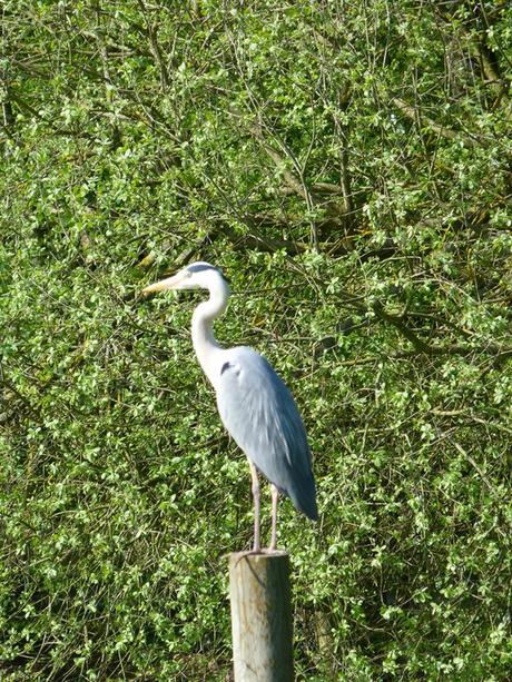 parc des oiseaux 42