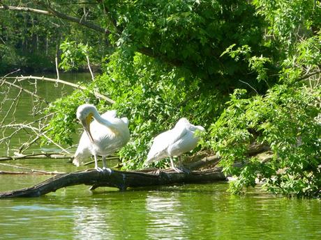 parc des oiseaux 51