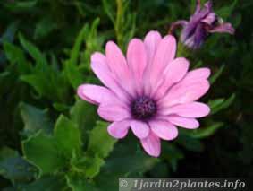 Très florifère, elle est utilisée comme plante annuelle en rocaille ou jardinières