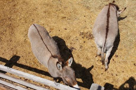 Envie #190 : Nourrir des bisons dans un ranch dans le Wyoming (USA) terry bison ranch usa wyoming