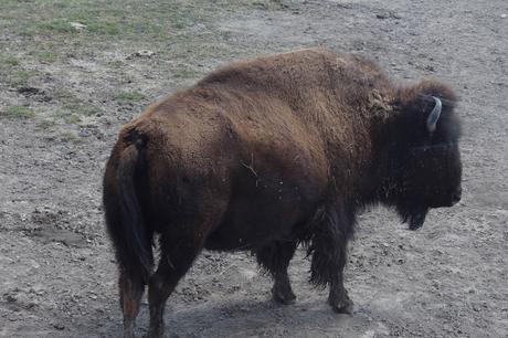 Envie #190 : Nourrir des bisons dans un ranch dans le Wyoming (USA) terry bison ranch usa wyoming