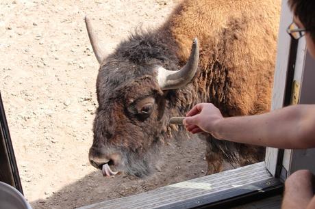 Envie #190 : Nourrir des bisons dans un ranch dans le Wyoming (USA) terry bison ranch usa wyoming
