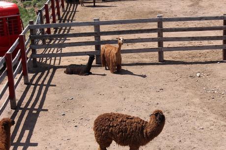 Envie #190 : Nourrir des bisons dans un ranch dans le Wyoming (USA) terry bison ranch usa wyoming