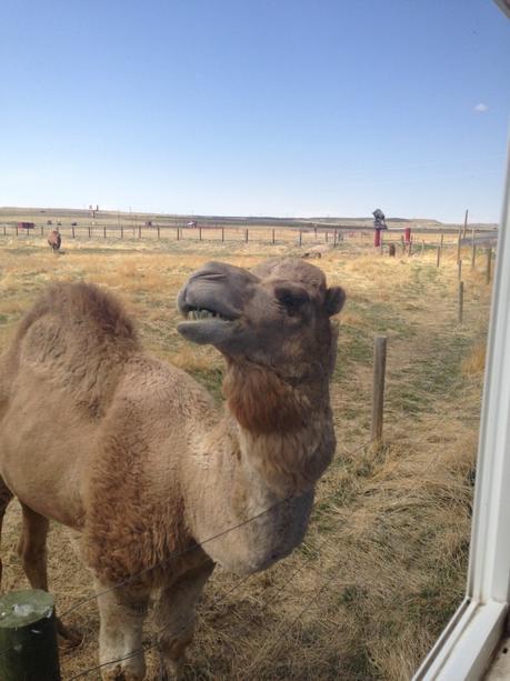 Envie #190 : Nourrir des bisons dans un ranch dans le Wyoming (USA) terry bison ranch usa wyoming