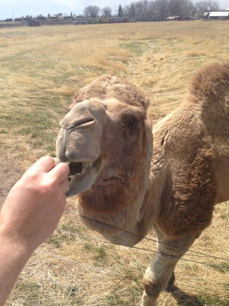 Envie #190 : Nourrir des bisons dans un ranch dans le Wyoming (USA) terry bison ranch usa wyoming