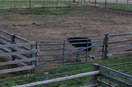 Envie #190 : Nourrir des bisons dans un ranch dans le Wyoming (USA) terry bison ranch usa wyoming