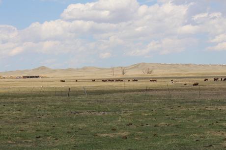Envie #190 : Nourrir des bisons dans un ranch dans le Wyoming (USA) terry bison ranch usa wyoming