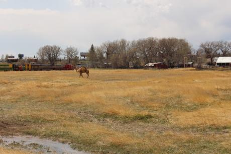 Envie #190 : Nourrir des bisons dans un ranch dans le Wyoming (USA) terry bison ranch usa wyoming