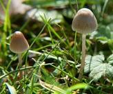 Des champignons magiques contre la DÉPRESSION – The Lancet Psychiatry