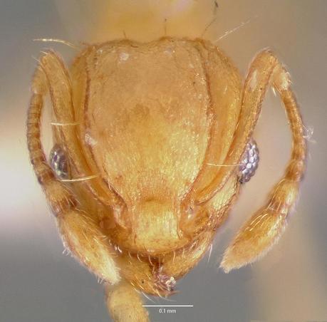 Wasmannia.auropunctata.head.jpg