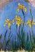 1914-17, Claude Monet : Iris jaunes