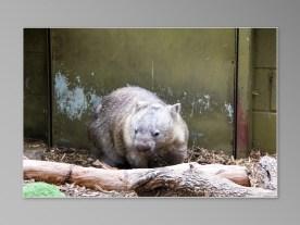 animaux sauvages australiens Jirrahlinga Koala & Wildlife Sanctuary wombat
