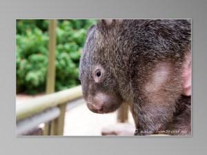 animaux sauvages australiens Jirrahlinga Koala & Wildlife Sanctuary wombat