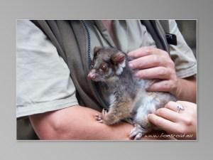 animaux sauvages australiens Jirrahlinga Koala & Wildlife Sanctuary opposum