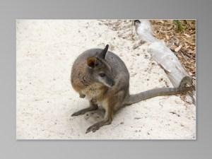 animaux sauvages australiens Jirrahlinga Koala & Wildlife Sanctuary wallaby kangourou