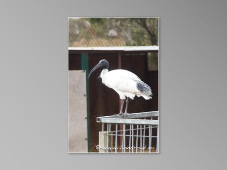 animaux sauvages australiens Jirrahlinga Koala & Wildlife Sanctuary ibis