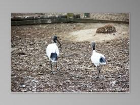 animaux sauvages australiens Jirrahlinga Koala & Wildlife Sanctuary ibis