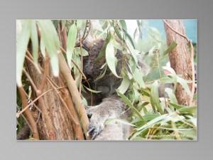 animaux sauvages australiens Jirrahlinga Koala & Wildlife Sanctuary koala