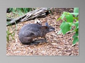 animaux sauvages australiens Jirrahlinga Koala & Wildlife Sanctuary marsupial marsupiaux