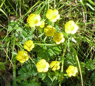 Alpine springflowers with a view in Mittelwald May 2016