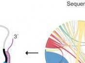 GÉNOME: L'ADN poubelle trahi interactions Molecular Cell