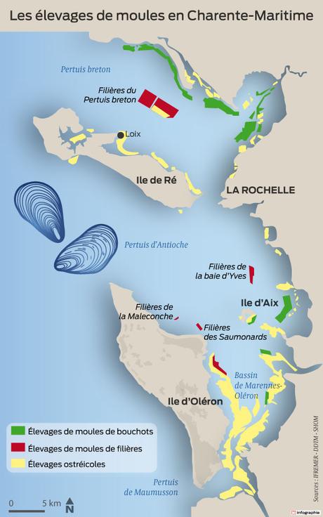 Charente-Maritime : pourquoi les moules des pertuis meurent-elles ?
