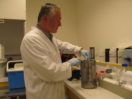 Charente-Maritime : pourquoi les moules des pertuis meurent-elles ?