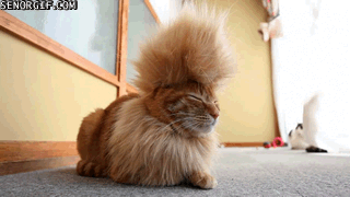 chat coiffure