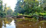 Costa Rica #2 – Immersion dans les canaux du parc national de Tortuguero