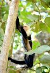 Costa Rica #1 – Ambiance afro-caribéenne près des parcs de Cahuita et de Manzanillo