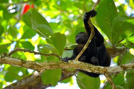 Singes hurleurs