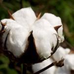 An open cotton boll in an Arkansas Agricultural Experiment Station test plot. Photo by Fred Miller