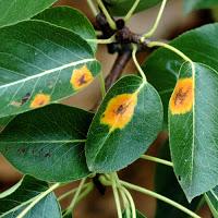 Désordre dans le corps sage : cancer du sein