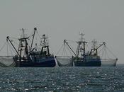 thon conserve contribue destruction d’espèces aquatiques