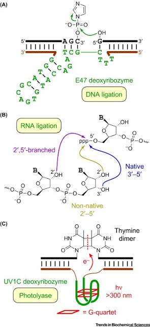 #trendsinbiochemicalsciences #ARN #ADN #ribozymes #desoxyribozymes #catalyse ADN catalytique* : portée, applications, et biochimie des desoxyribozymes