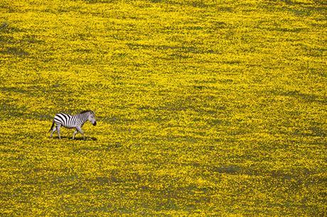 Yuval Ofek/ National Geographic Travel Photographer of the Year Contest ...but I am not the only one. Serengeti National Park, Tanzanie, Afrique.
