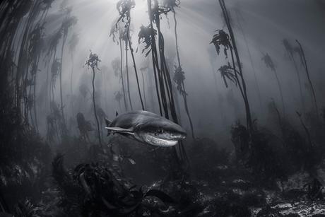 Tracey Jennings/ National Geographic Travel Photographer of the Year Contest. Mystical Forest. Le Cap, Afrique du Sud.
