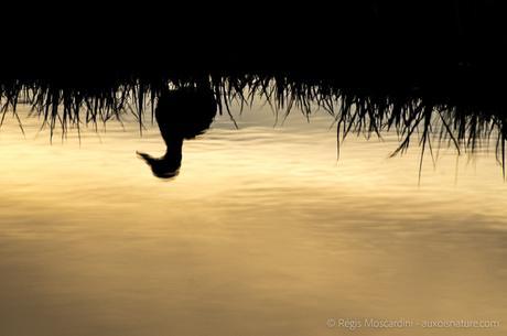 contre-jour-canard-col-vert