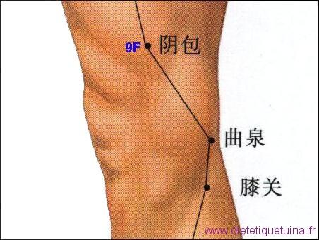 Le point Yin Bao du méridien du foie (9F)