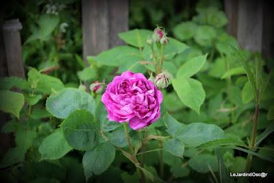 Tel une symphonie...