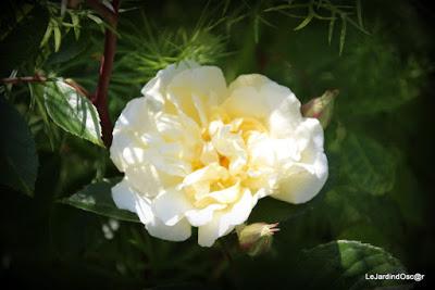 Tel une symphonie...