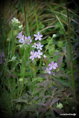 Tel une symphonie...