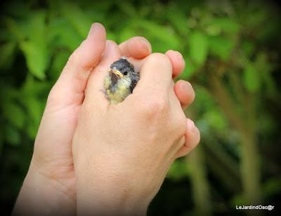 Tel une symphonie...