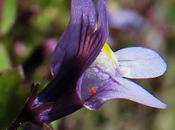 Cymbalaire murs (Cymbalaria muralis)