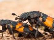 ÉVOLUTION: Trop sexe provoque changement organes génitaux Evolution